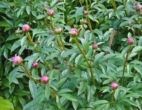 Peonia-29
