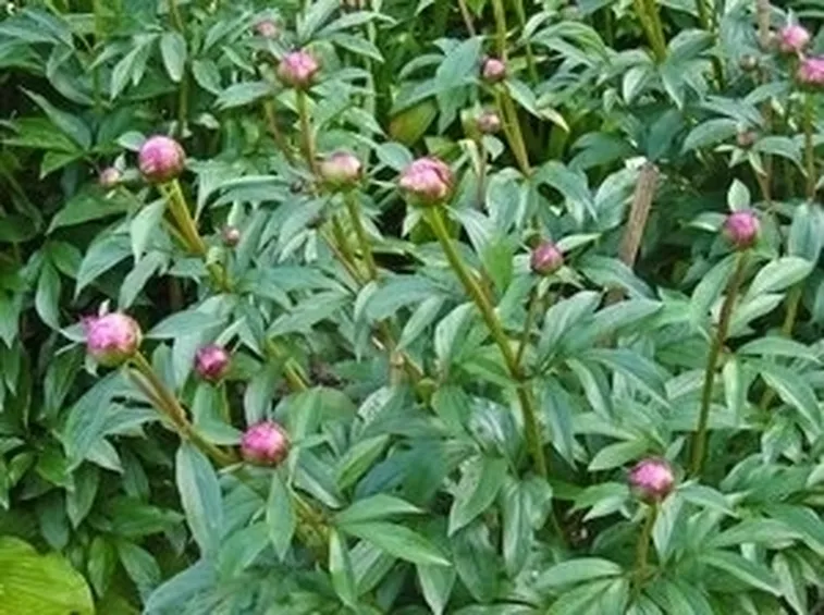 Peonia-29