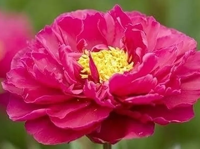 Peonia bianca