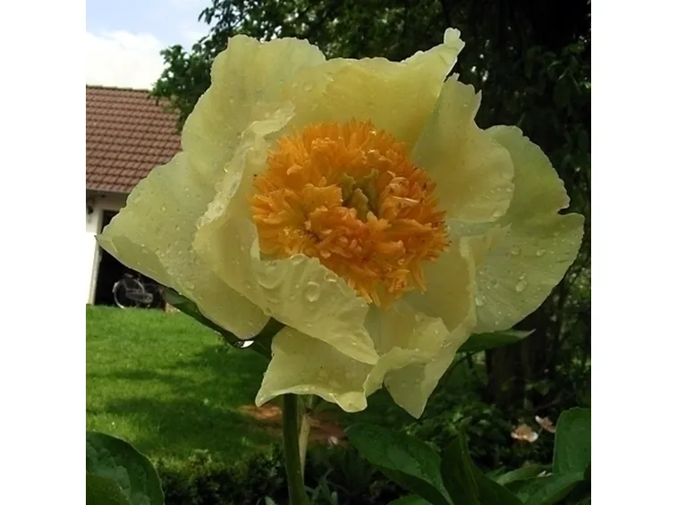 Annaffiatura e concimazione della peonia