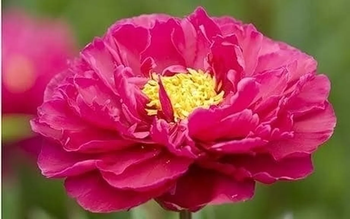 Peonia bianca