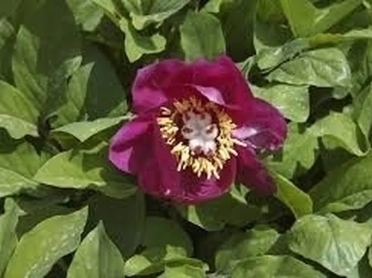 Peonia