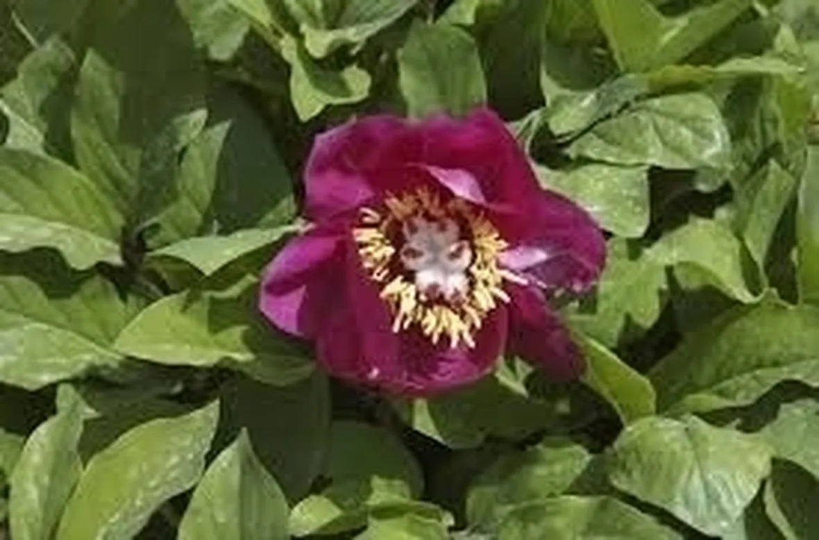 Peonia