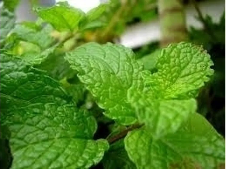 Per quali tipi di disturbi può essere utilizzata la menta sottoforma di tisana