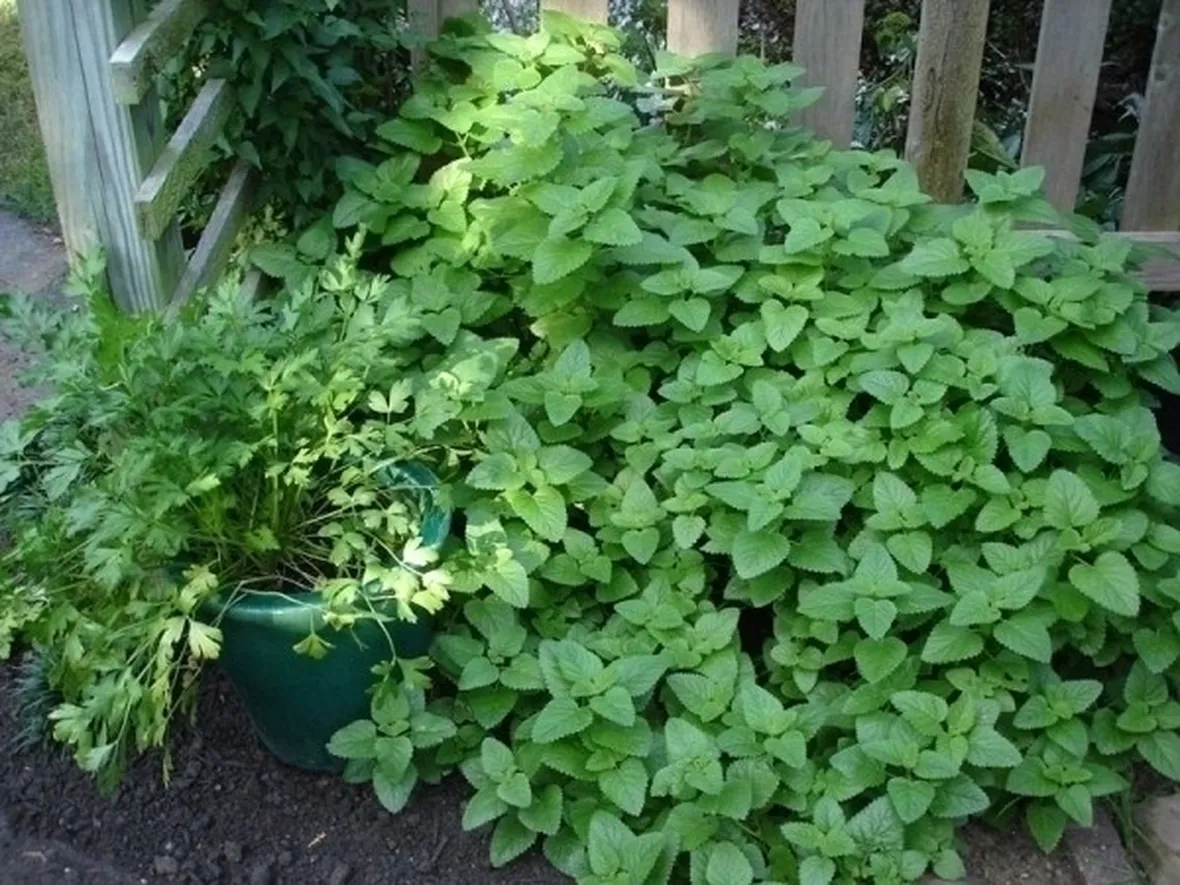 Piante ornamentali da giardino
