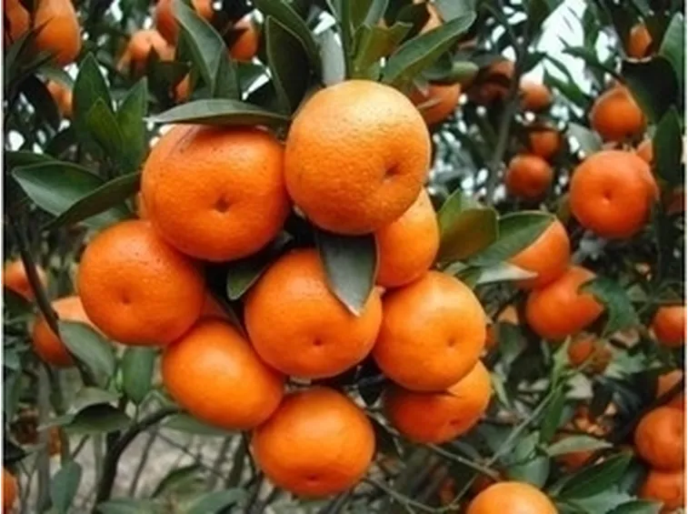 Pompelmo ugli