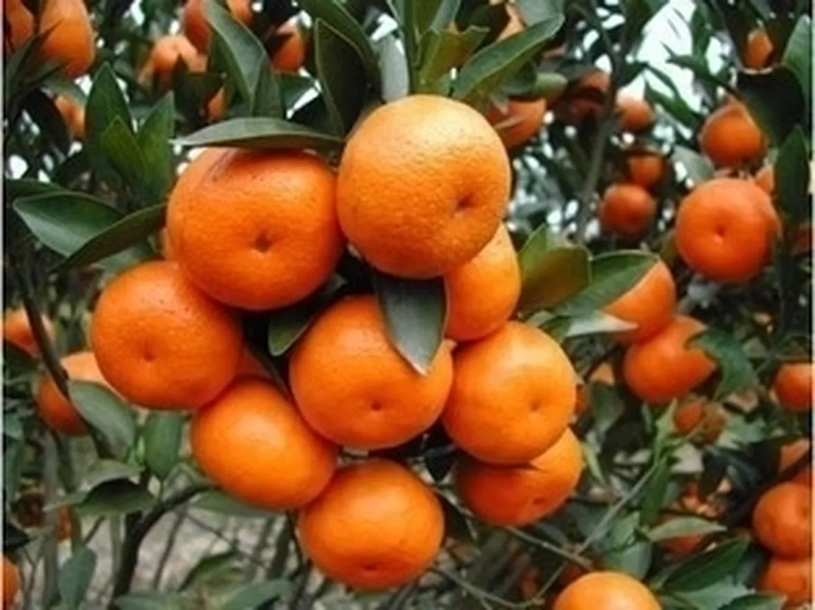 Pompelmo ugli