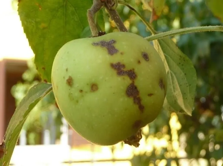 Prevenzione della ticchiolatura del melo