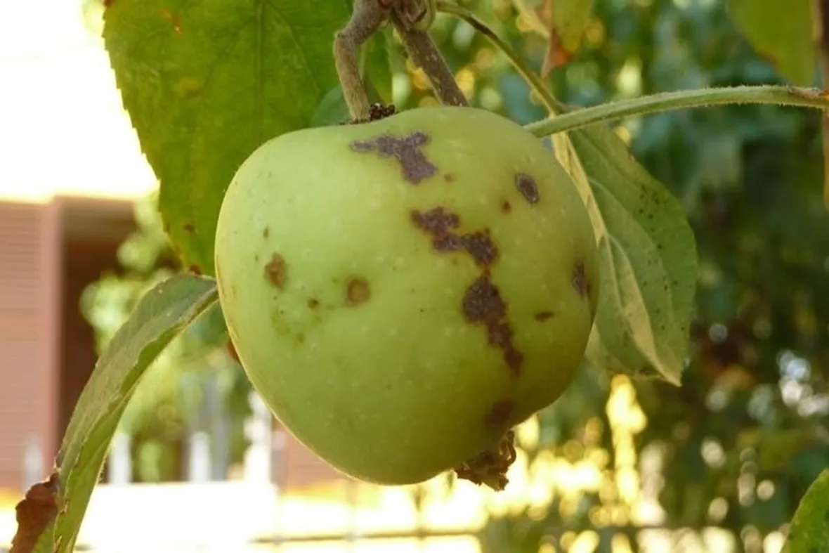 Prevenzione della ticchiolatura del melo