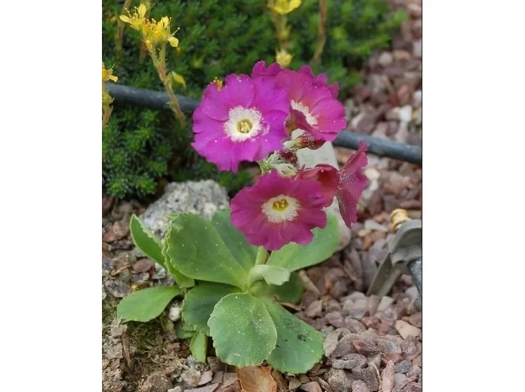 Primula-12