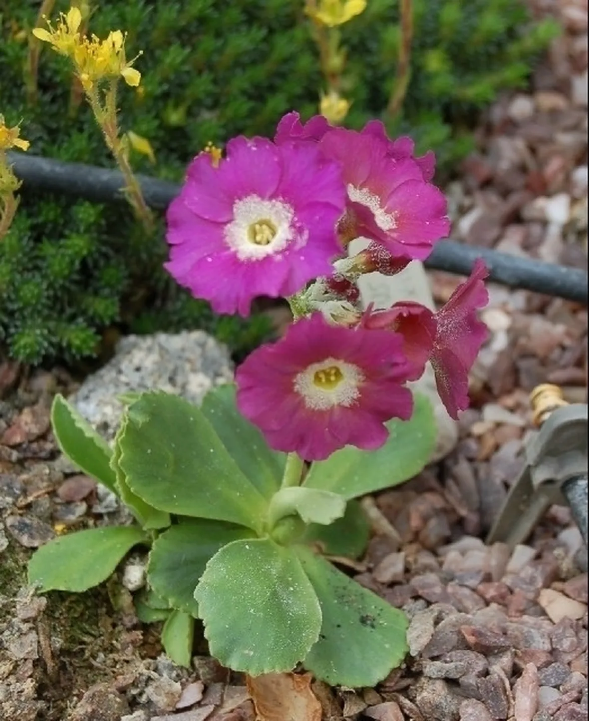 Primula-12