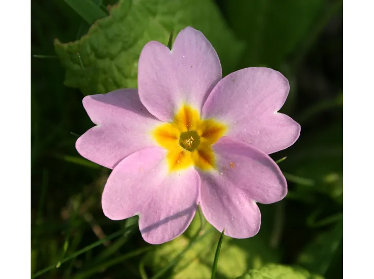 Primula-13