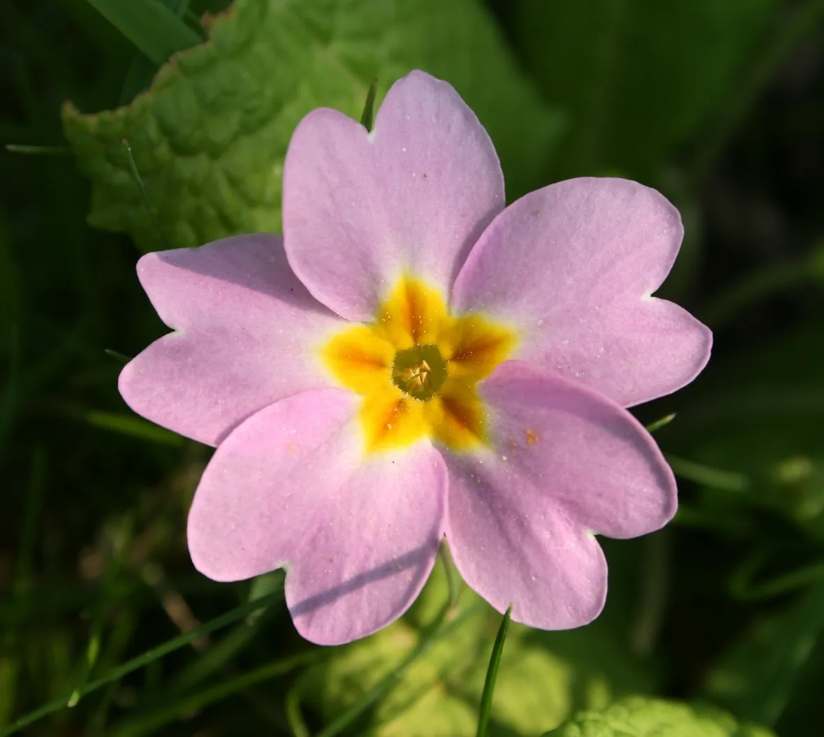 Primula-13