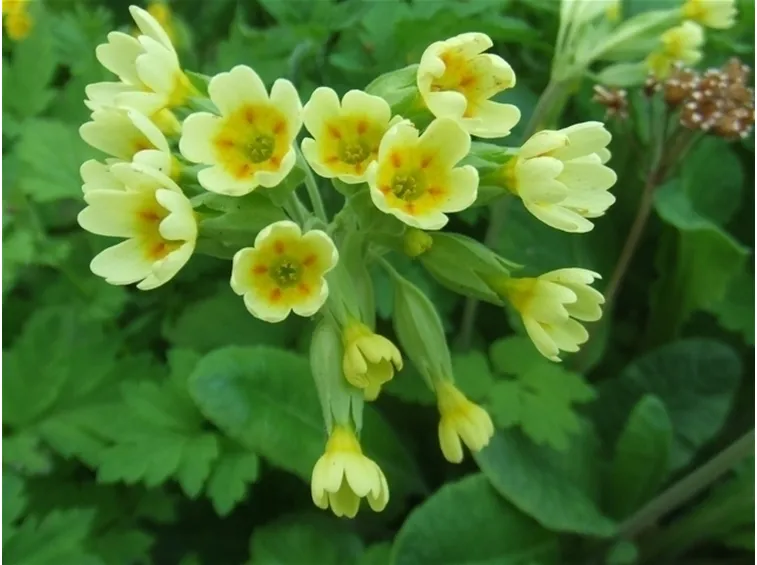 Primula-14