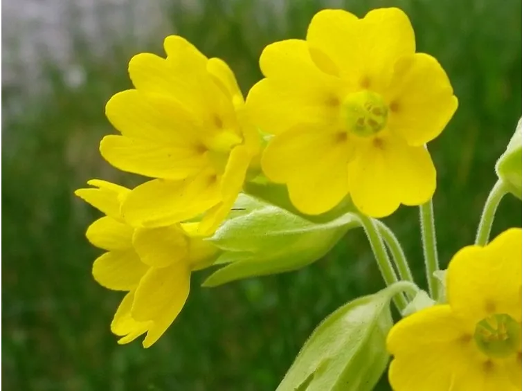 Primula-15