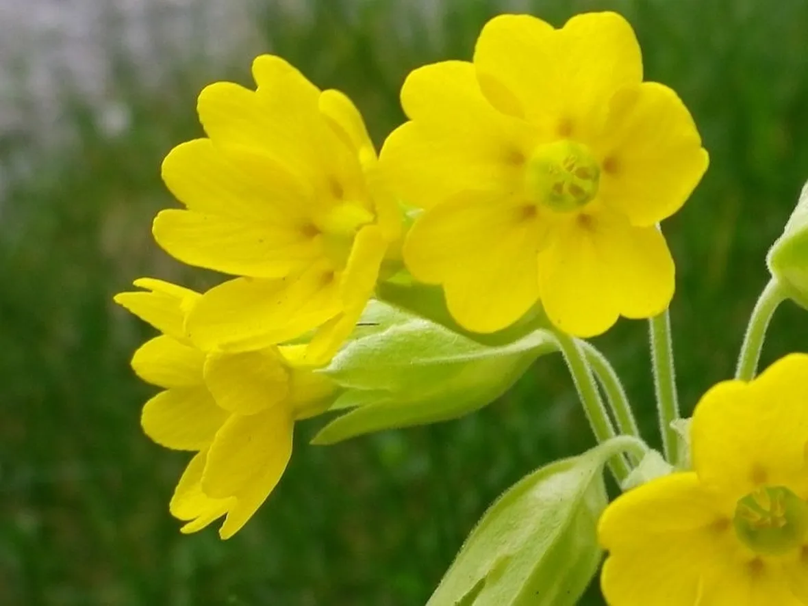 Primula-15