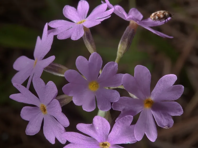 Primula-16
