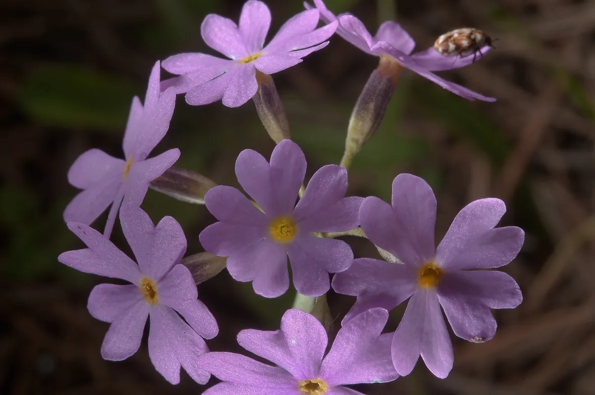Primula-16