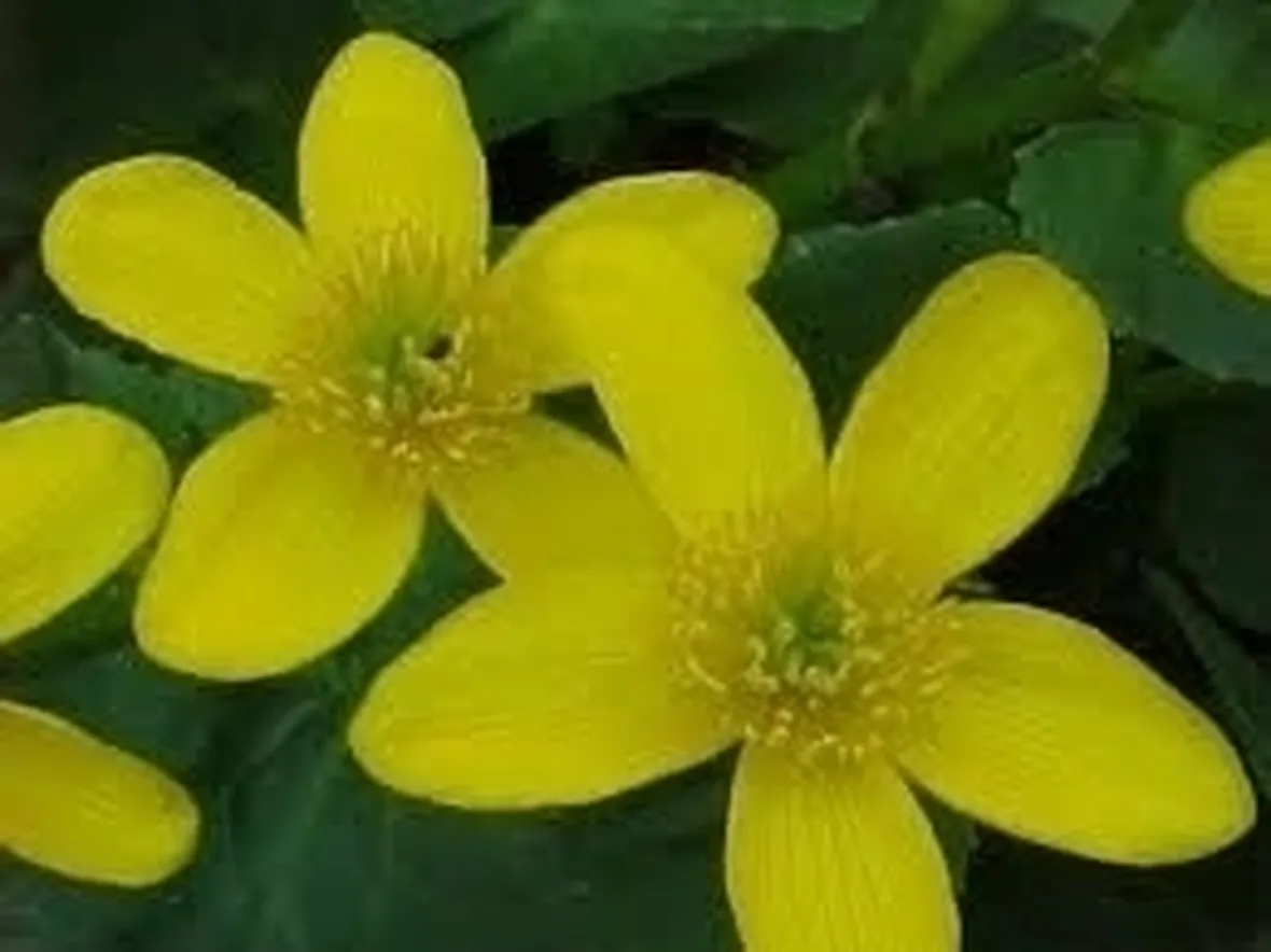 Primula-17