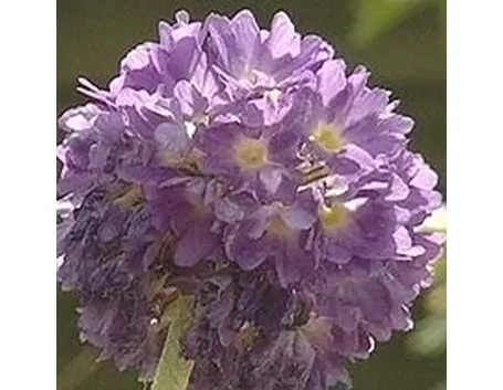 Primula-18
