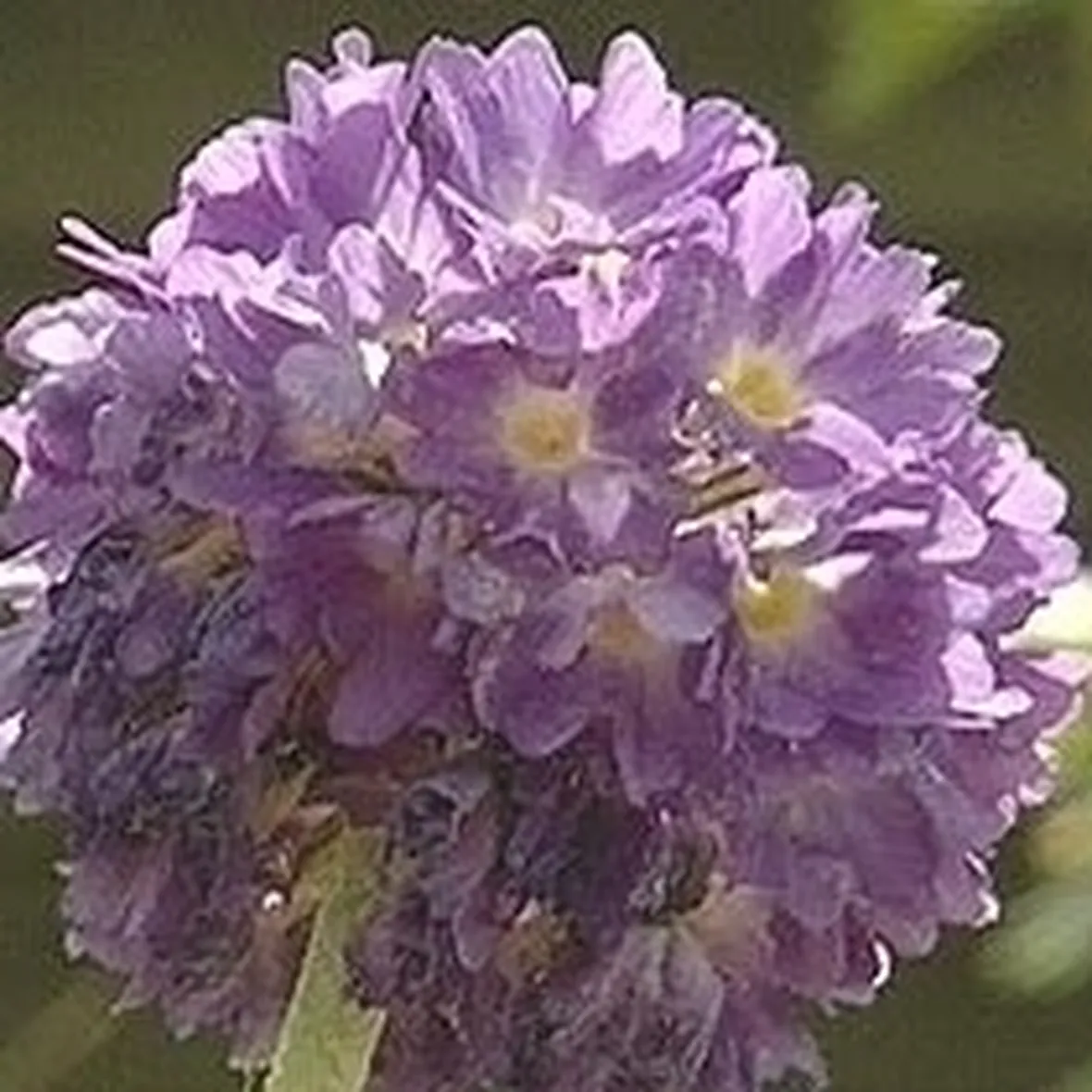 Primula-18