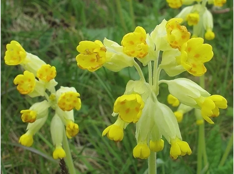 Primula-19