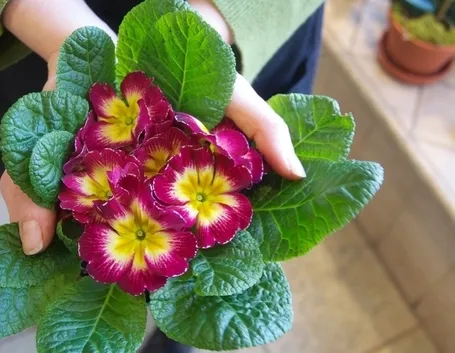 Primula-20