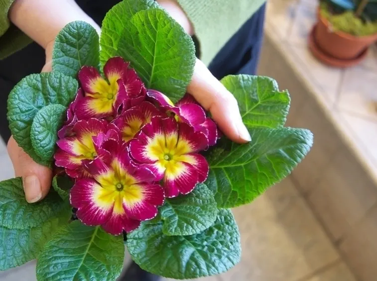 Primula-20