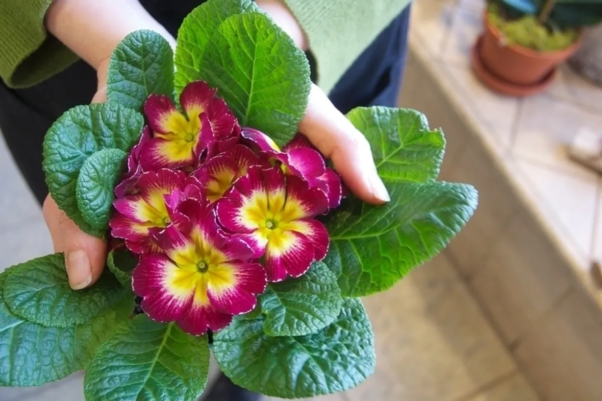 Primula-20