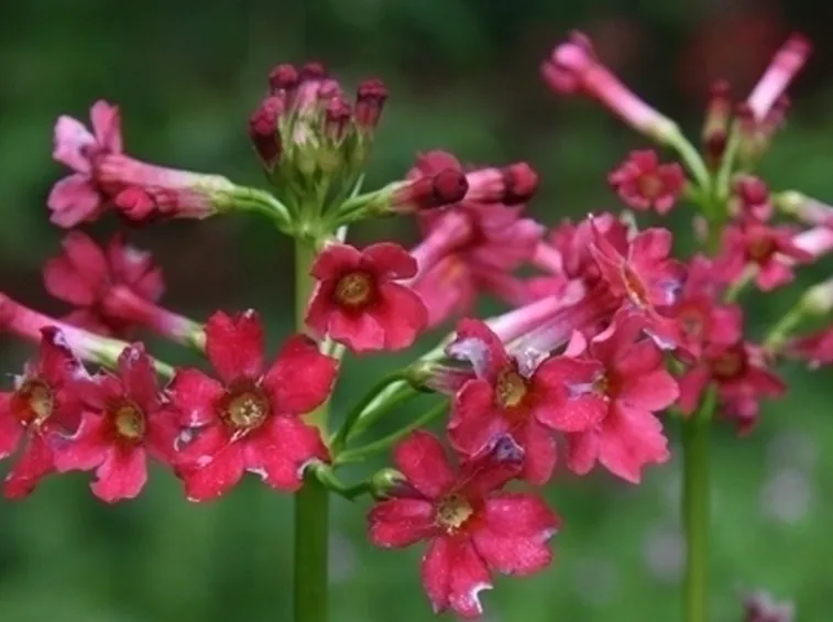 Primula-21