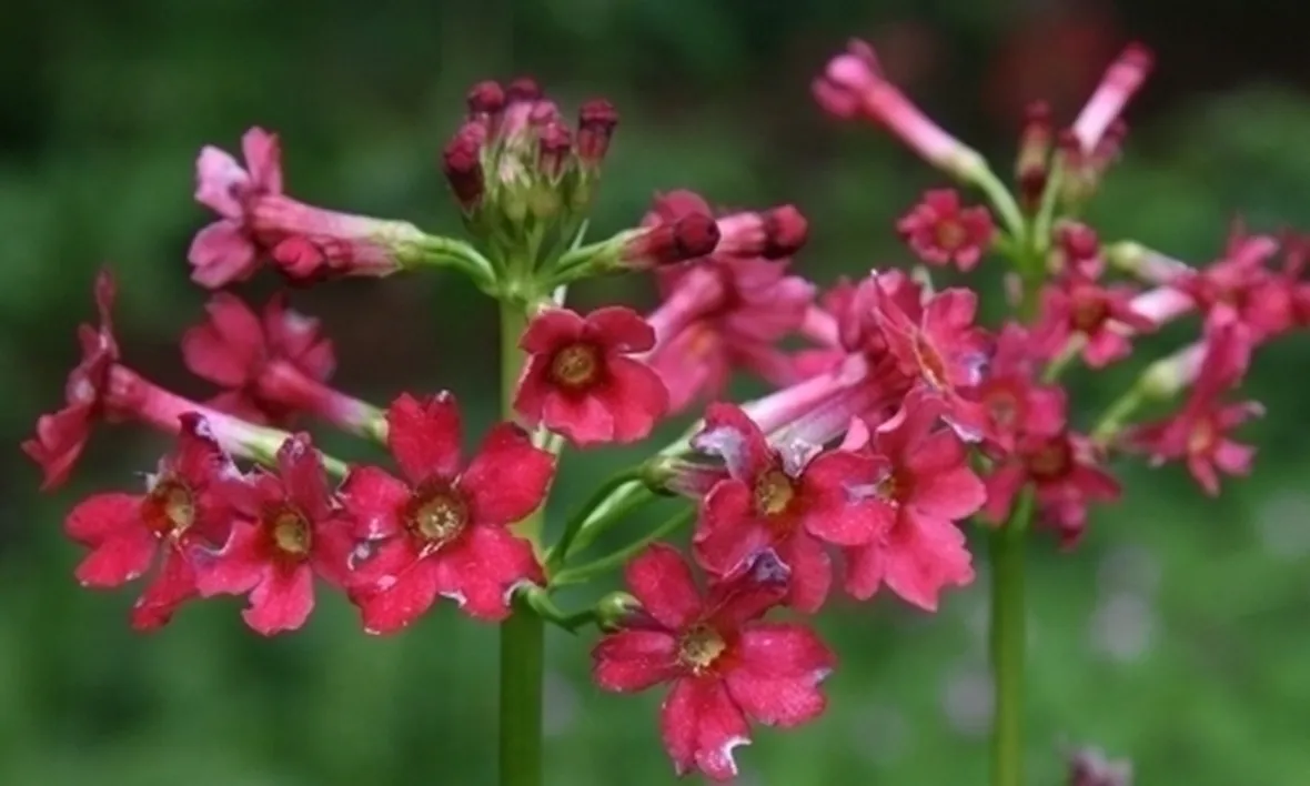 Primula-21