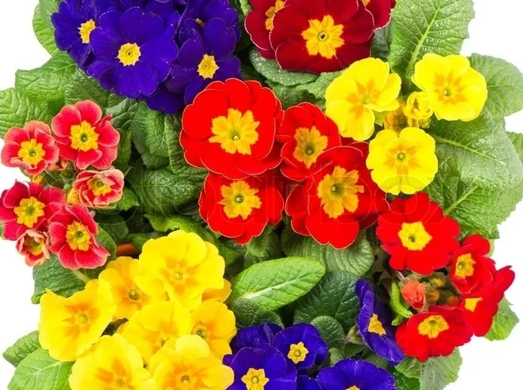 Primula-22