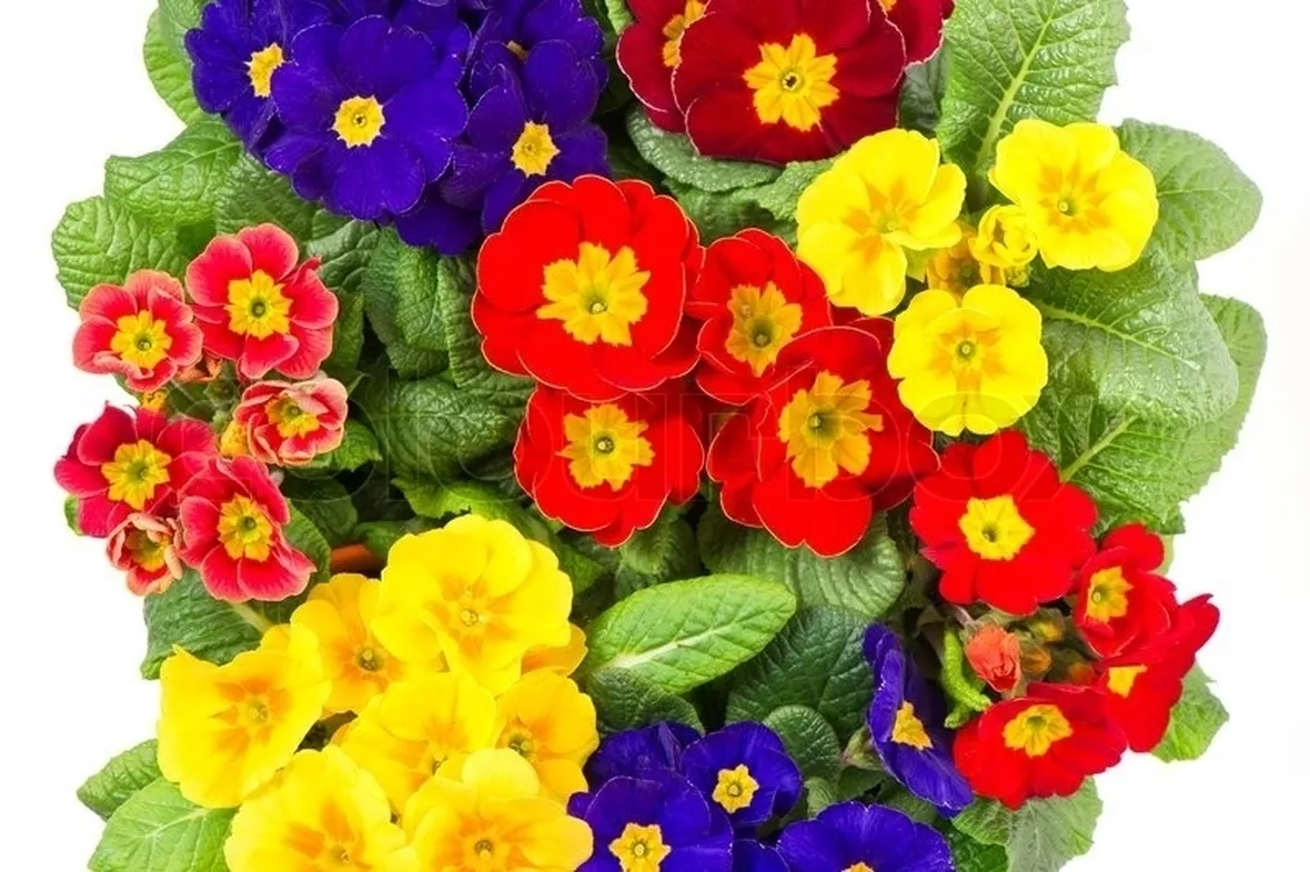 Primula-22