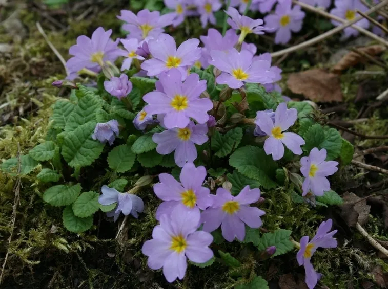 Primula-23