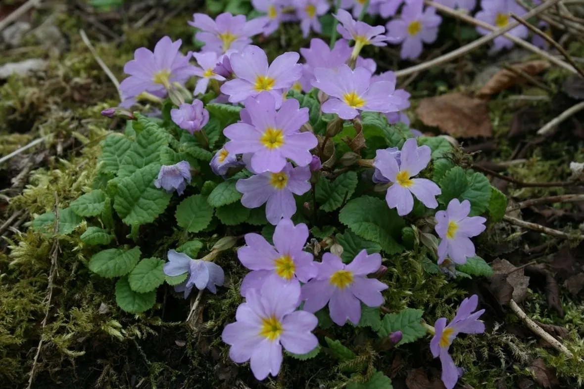 Primula-23
