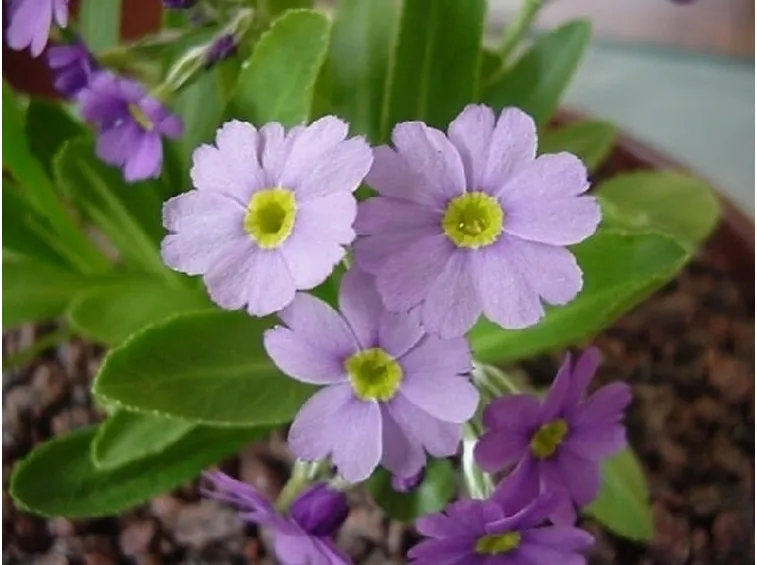 Primula-24