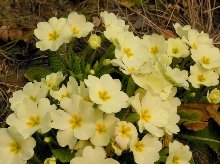 Primula-25