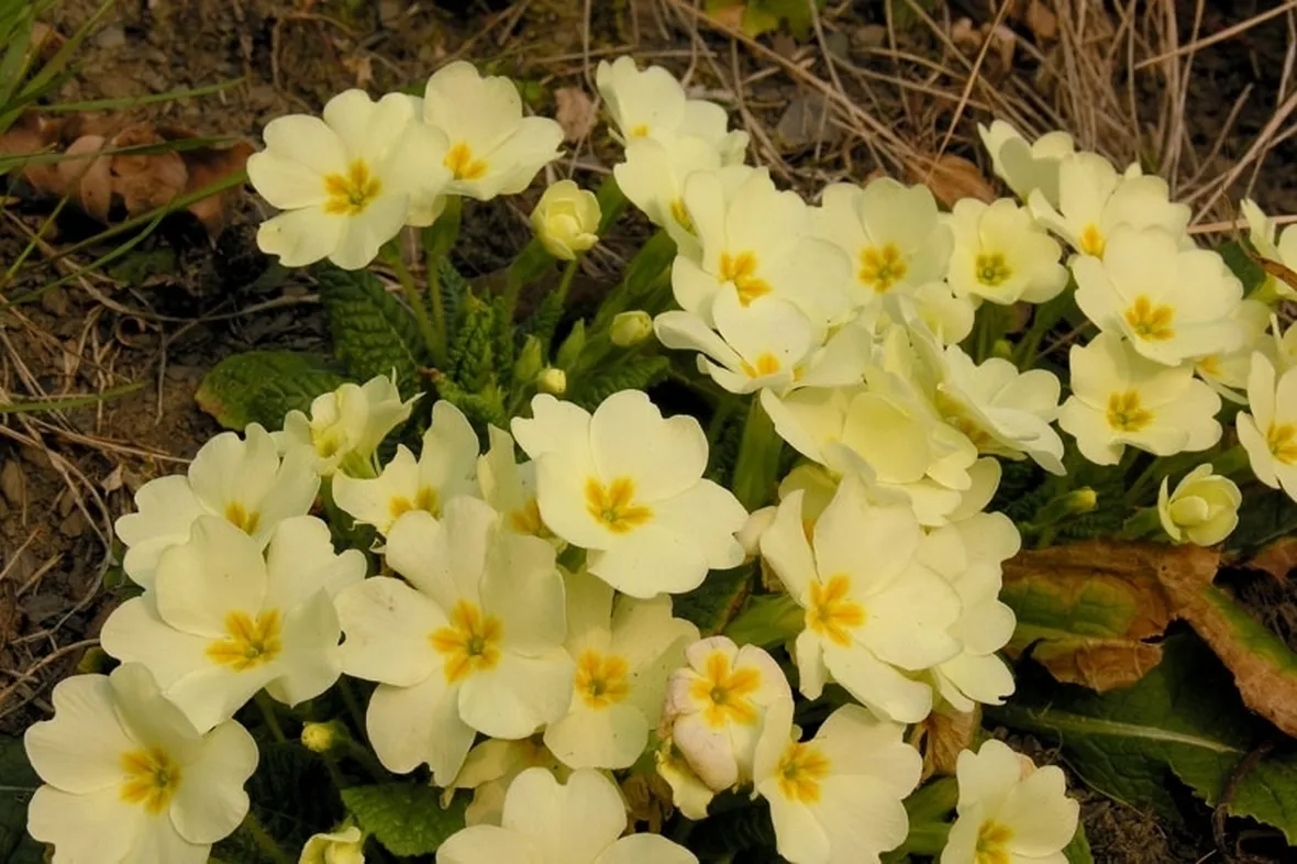Primula-25
