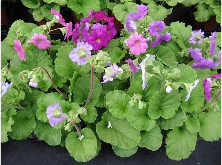 Primula-26