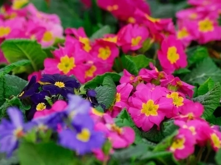 Primula-27