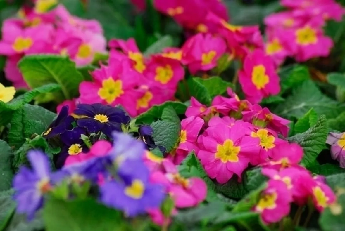 Primula-27