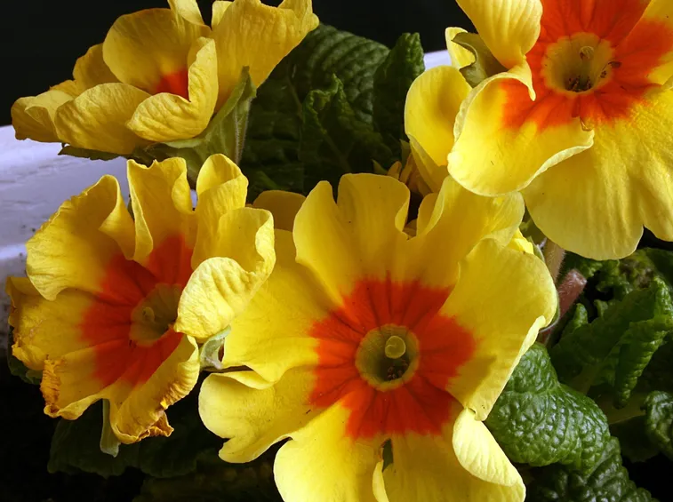 Primula-28