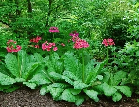 Primula cortusoides