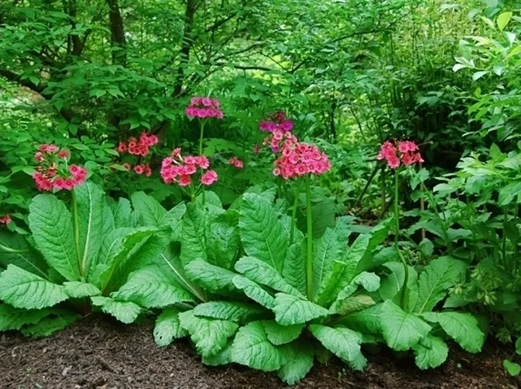 Primula cortusoides