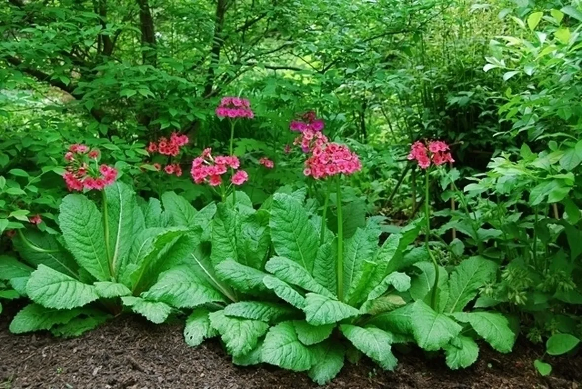 Primula cortusoides