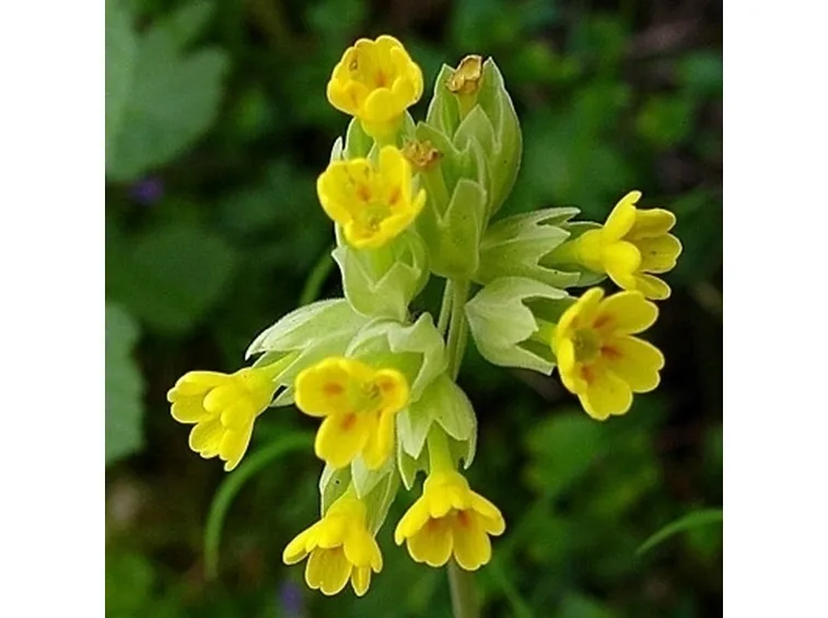 Primula elatior