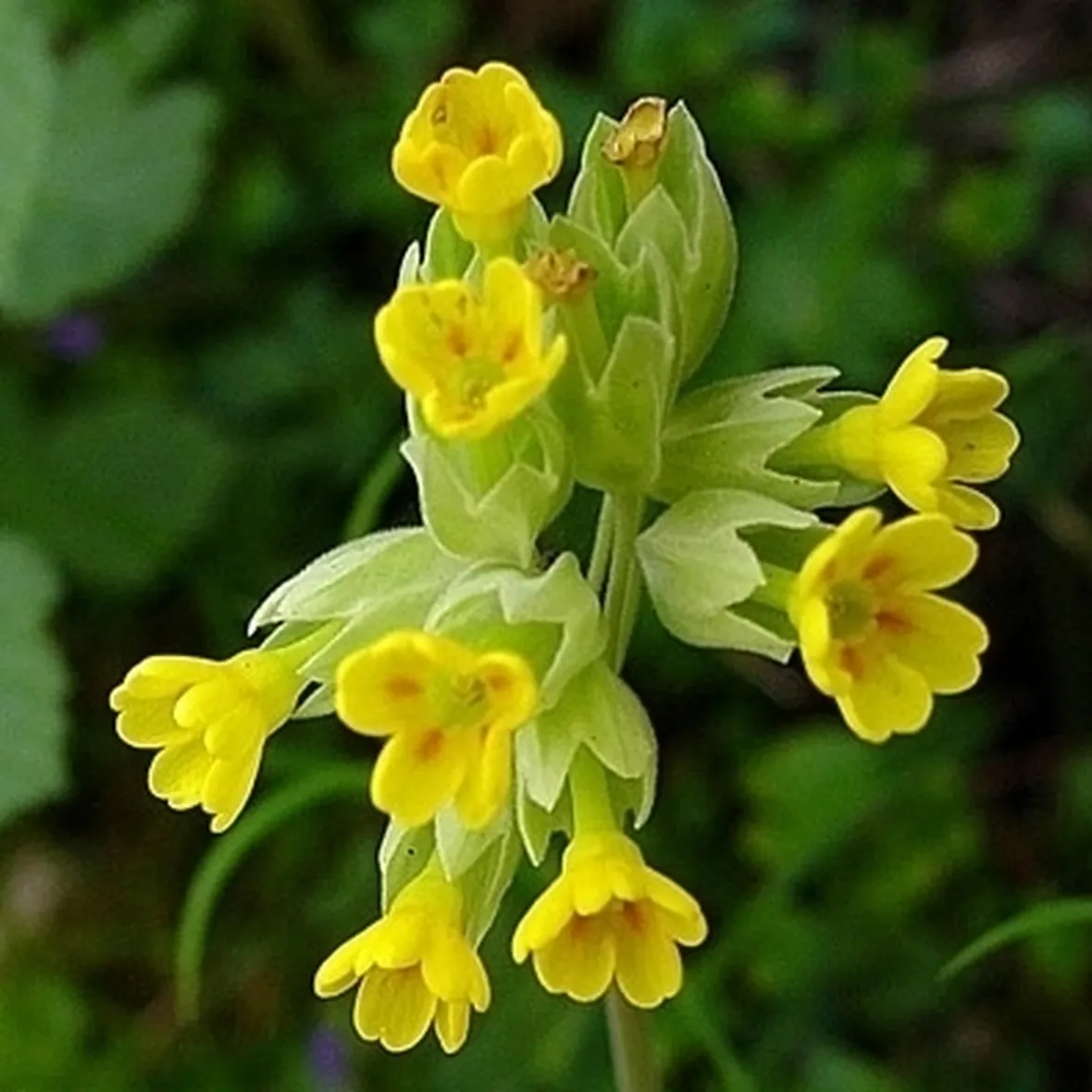 Primula elatior