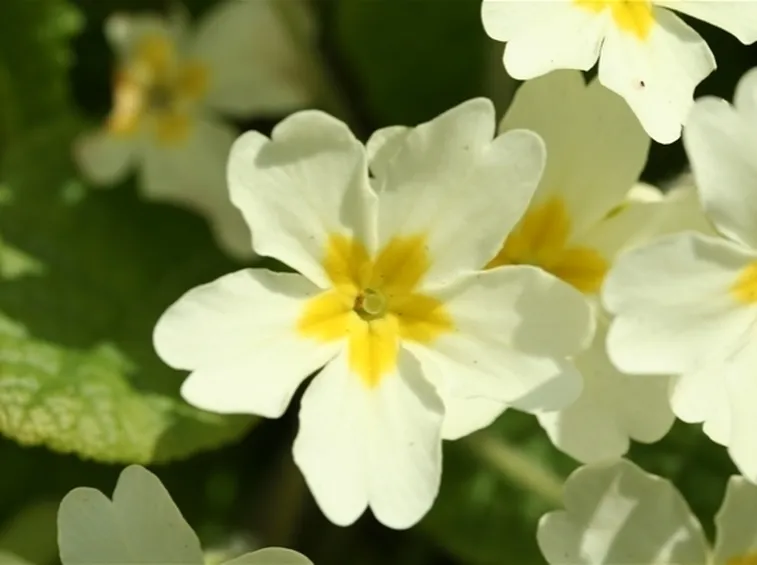 Primula frondosa
