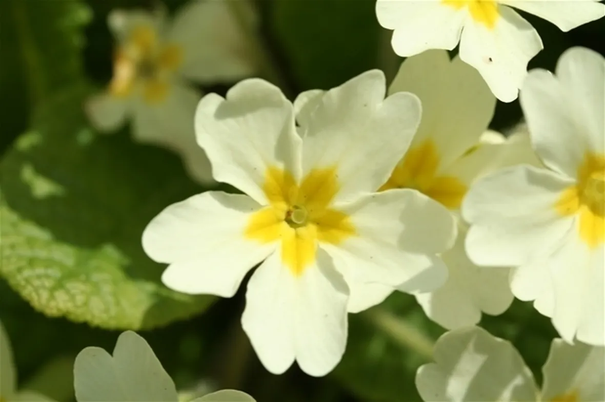 Primula frondosa
