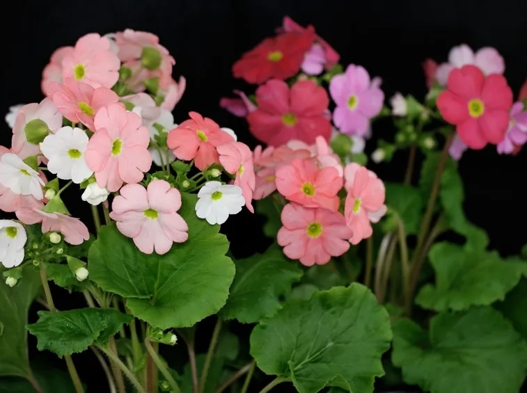 Primula obconica